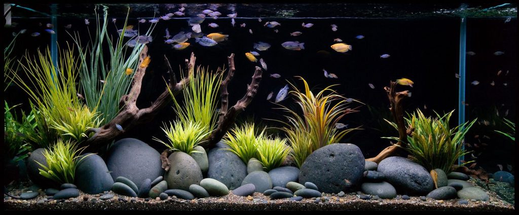 aquarium cleaning services san marcos
